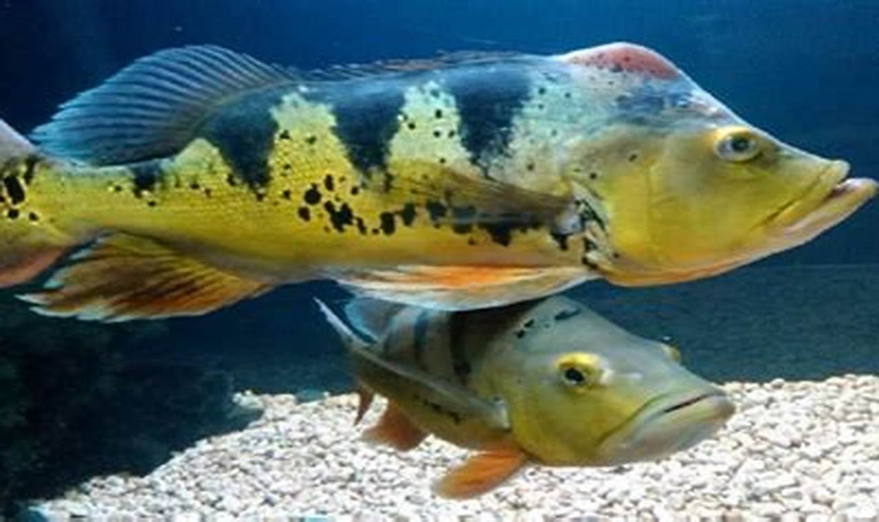5 ikan predator yang bisa dipelihara di aquarium