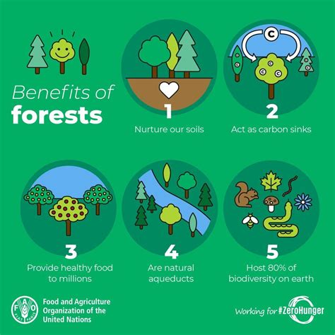 5 Manfaat Hutan yang Wajib Anda Ketahui