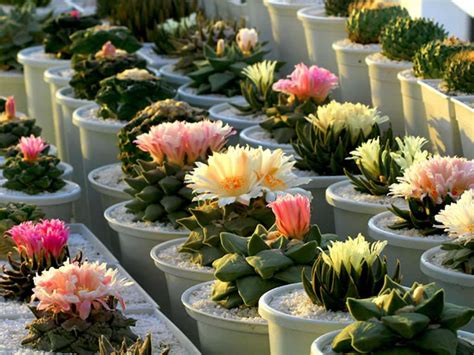 5 tanaman kaktus hias yang paling cantik