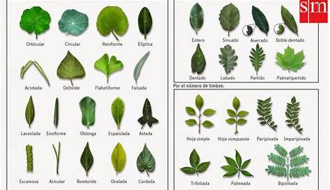 Á R B O L E S (T R E E S): Tipos de hojas simples