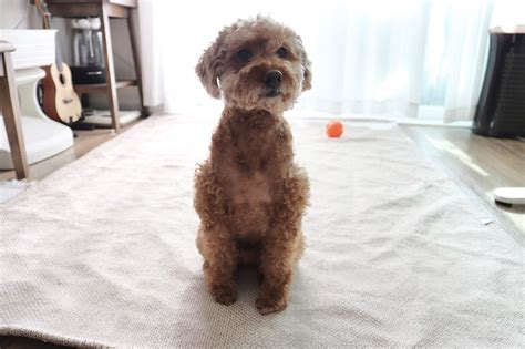5개월 강아지 기본 명령어 훈련