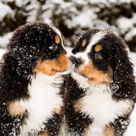 5 Cute Dogs