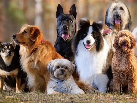 5 Different Dog Breeds
