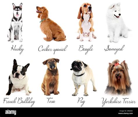 5 Different Types Of Dogs