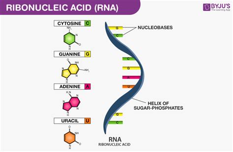 5 Discover RNA Structure: Essential Molecule for Body Functionality