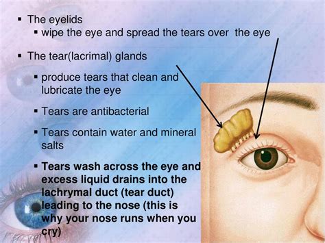 5 Essential Functions of Tear Glands You Must Know