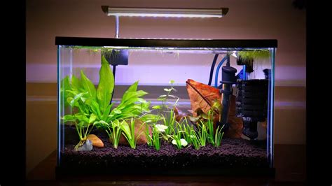 5 Gallon Betta Tank Setup