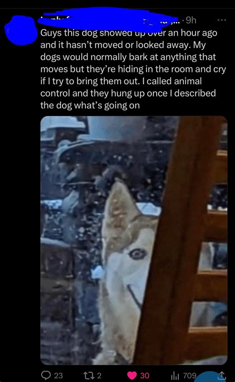 5 Smile Dog Caught On Camera