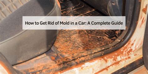Eliminating Mold from Car