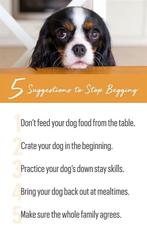 5 Suggestions to Stop Begging The Honest Kitchen Blog