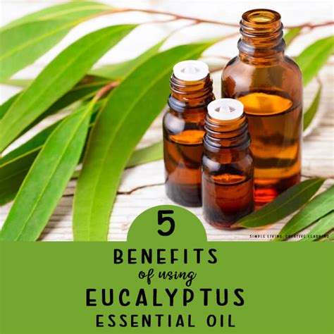 5 Transformative Benefits of Using Eucalyptus Shampoo