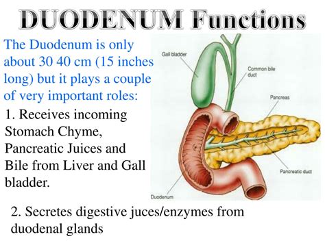 5 Unlocking the Duodenum: Functions and Disorders You Must Know