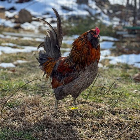 5 Week Old Easter Egger Rooster