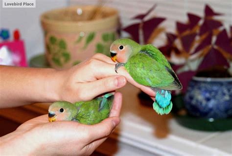 5 Week Old Lovebird
