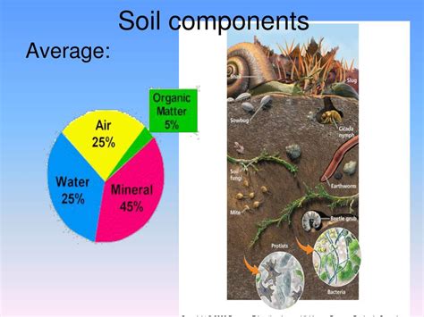 5 components of soil and their functions