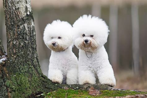 5 dog breeds that don't shed hair