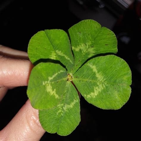 5 Leaf Clover Meaning