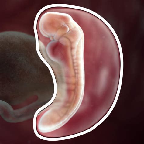 5 Week Embryo Development: What to Expect Inside