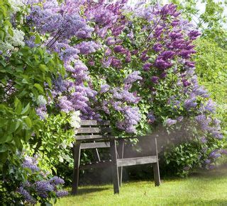 5. Best fast-growing hedges for fragrant and statement blooms
