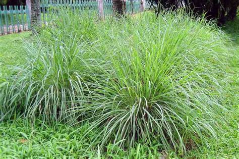 5. Citronella grass
