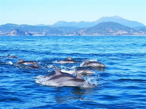 5. Dolphin watching