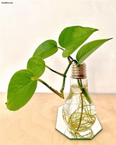 5. Encourage deep roots to form