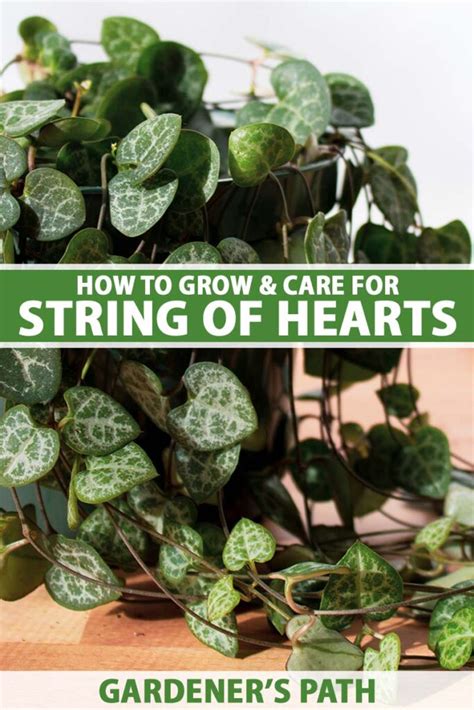 5. String of Hearts