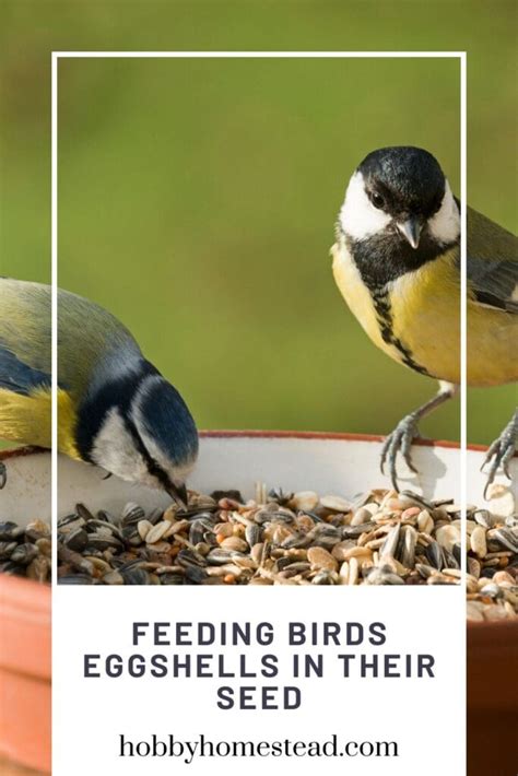 5. Using eggshells to feed wild birds
