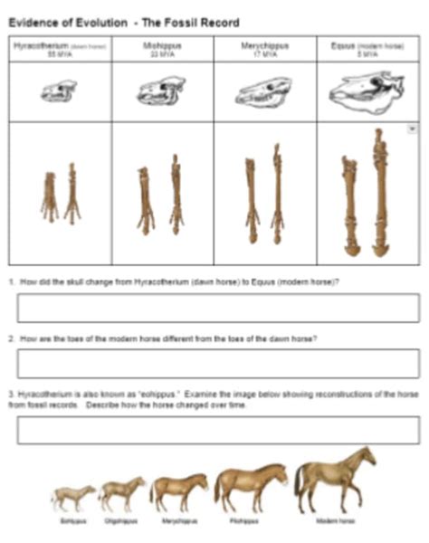 50 Evidence for Evolution Worksheet Answers | Chessmuseum Template Library