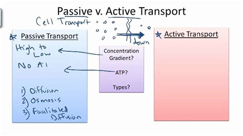 50 Passive and Active Transport Worksheet | Chessmuseum Template Library