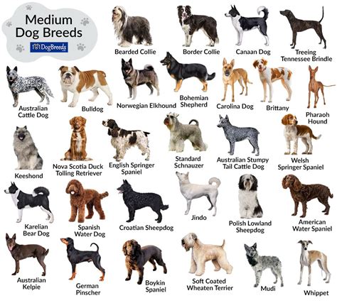 50 Types Of Dogs