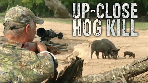 50 Cal Air Rifle Hog Hunting
