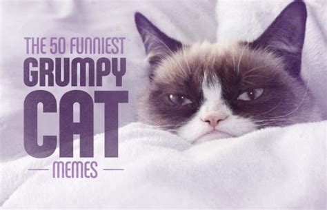 50 funniest grumpy cat memes