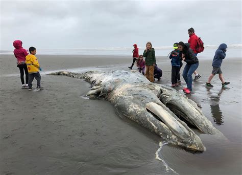 52 foot whale found dead