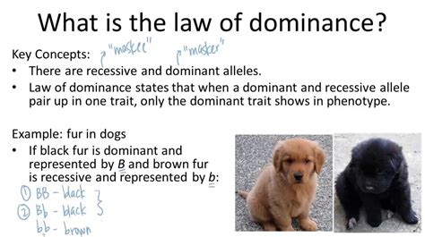 53 rules of dominance