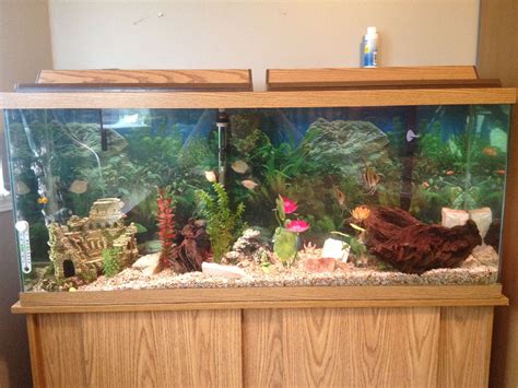 55 gallon fish tank setup