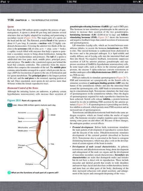 556 Chapter 28 The Reproductive System Concept Map Answers