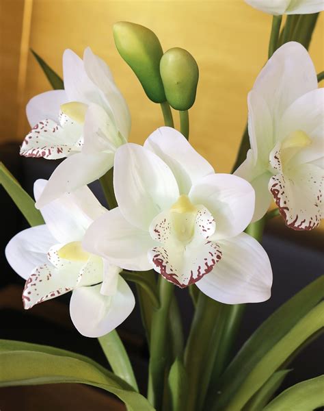 57 Cymbidium