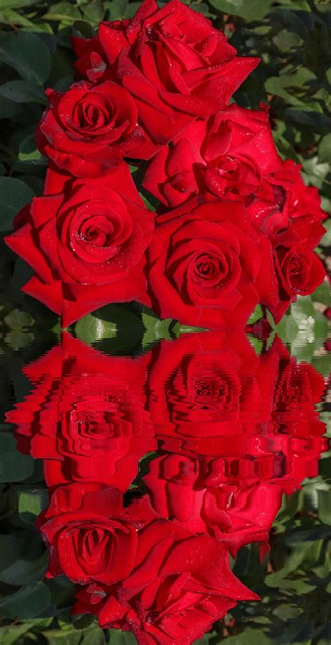 Download 59+ Beautiful Bundle Of Roses Gif Printable