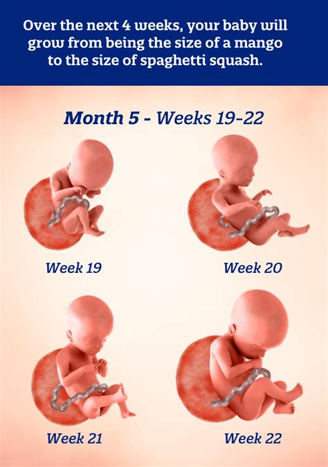 Discover the Number of Weeks in the 5th Month of Pregnancy
