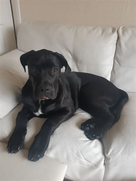 6 Month Old Cane Corso For Sale