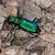 6 spotted green tiger beetle