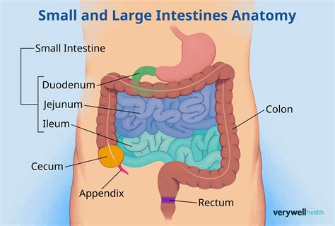 6 Essential Signs Indicating Your Intestine is Dirty
