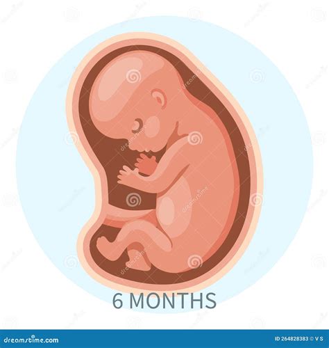 Miraculous Milestone: The Wondrous Development of Your 6 Month Fetus