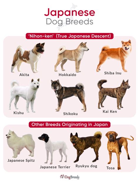6 Types Of Japanese Dogs