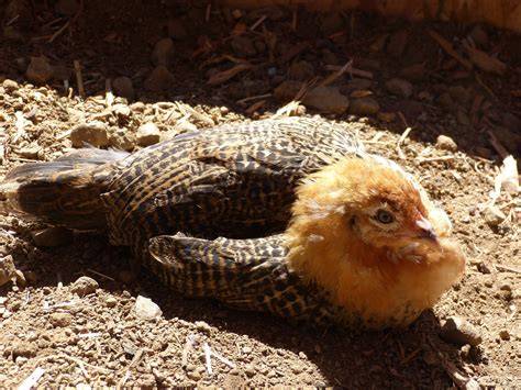 6 Week Old Easter Egger