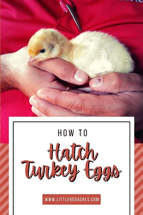 6 guidelines to hatching turkey eggs