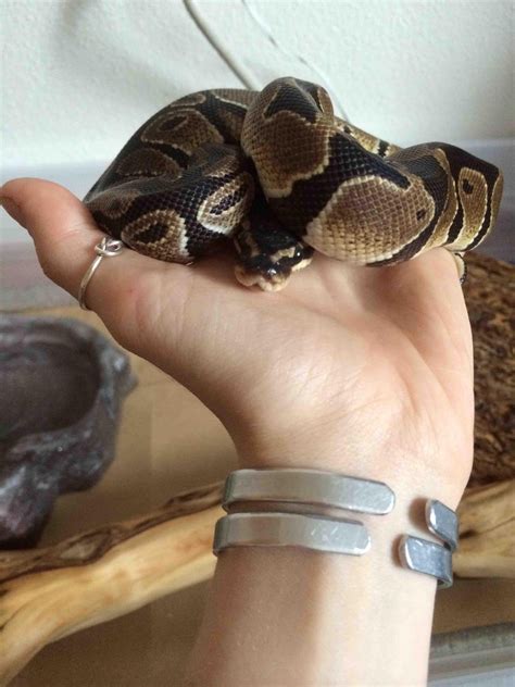 6 Month Old Ball Python