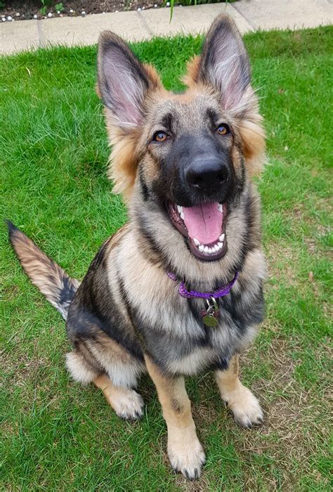 6 month old german shepherd