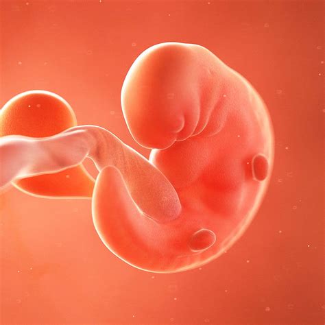 6 Weeks Fetus Development: What to Expect Inside